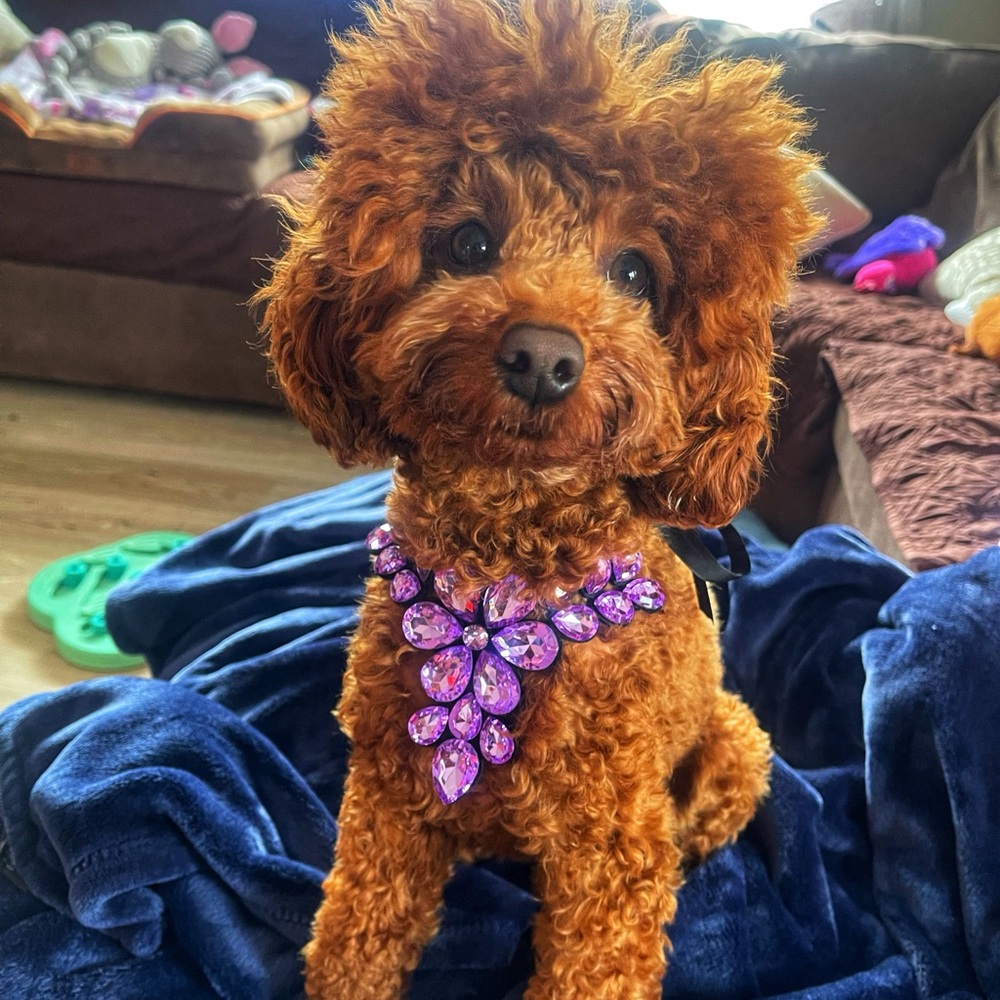Dog Necklace